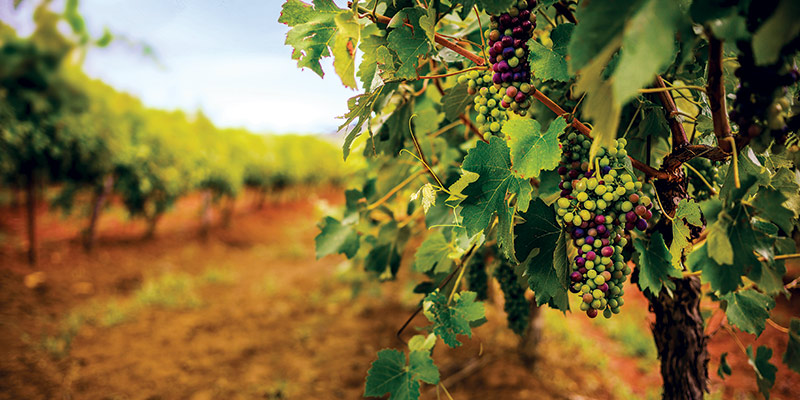 Vines with red and white grapes in Hunter Valley, Sydney