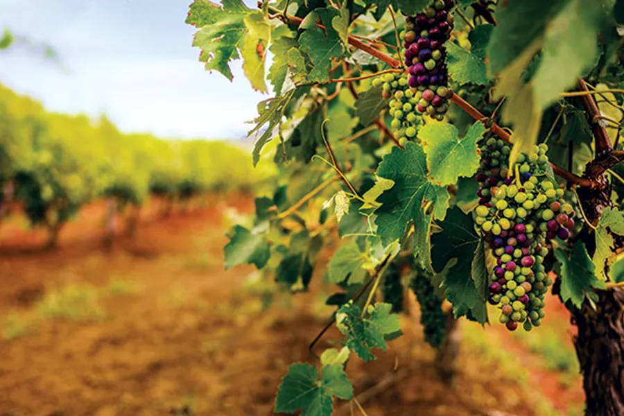 Vines with red and white grapes in Hunter Valley, Sydney