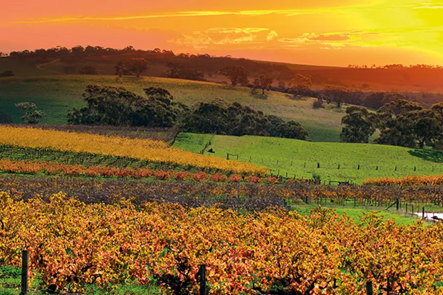 Barossa Valley on sunset, Adelaide