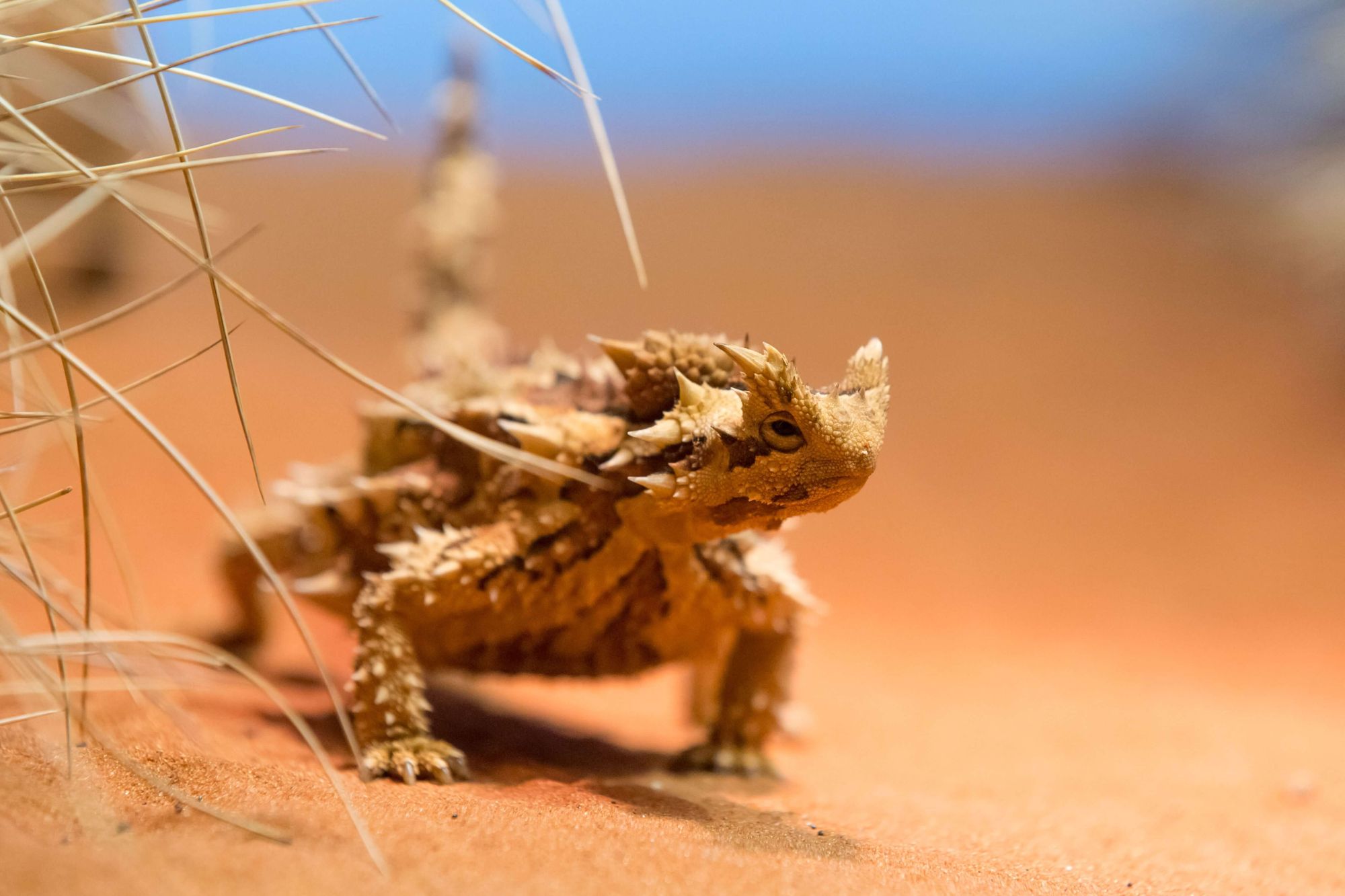 A small lizard sitting on top of a sandy ground
