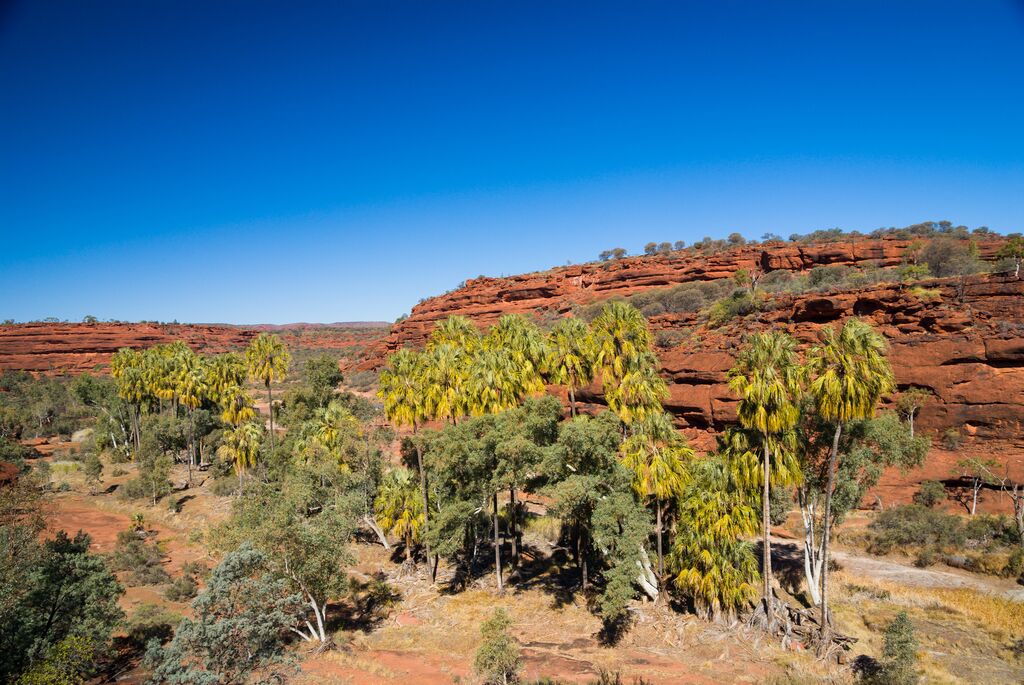 Palm Valley