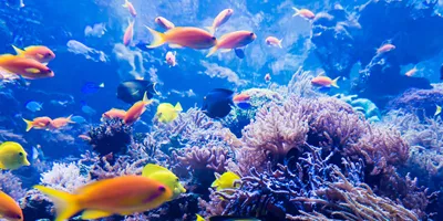 Great Barrier Reef