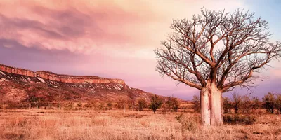 Boab Tree The Kimberleys