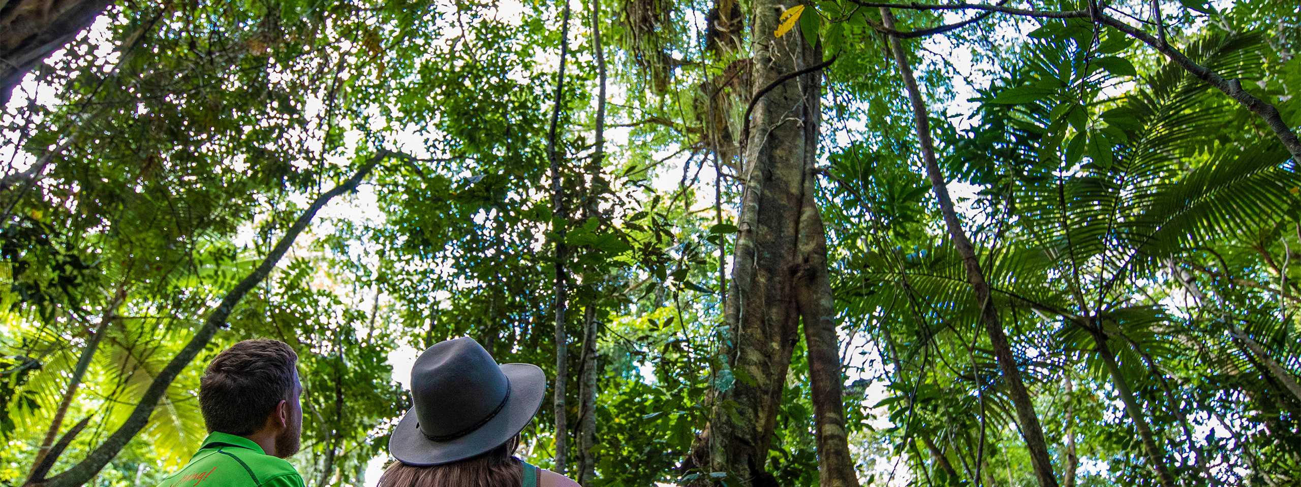 Daintree Treetop Walk Banner 1