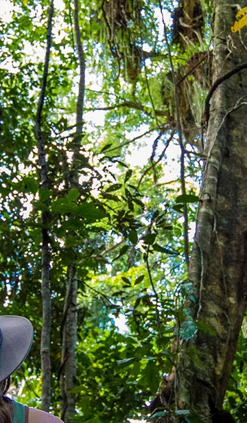 Daintree Treetop Walk Banner 1