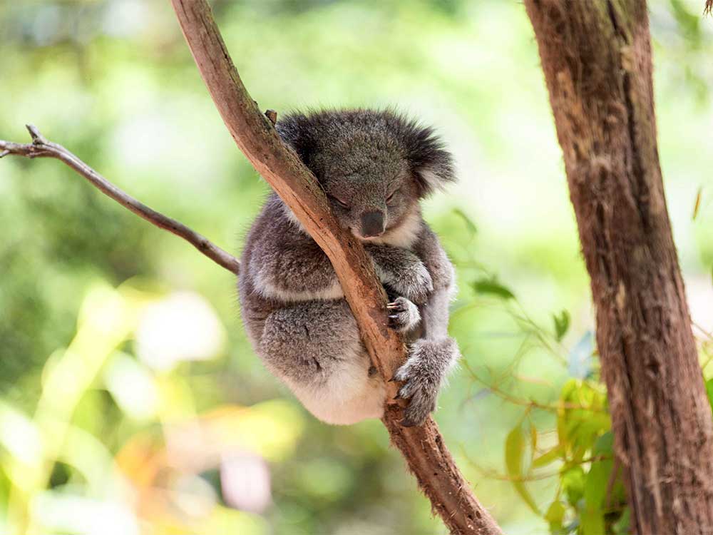 Treadright Wildlife Koala Shutterstock 1000X750