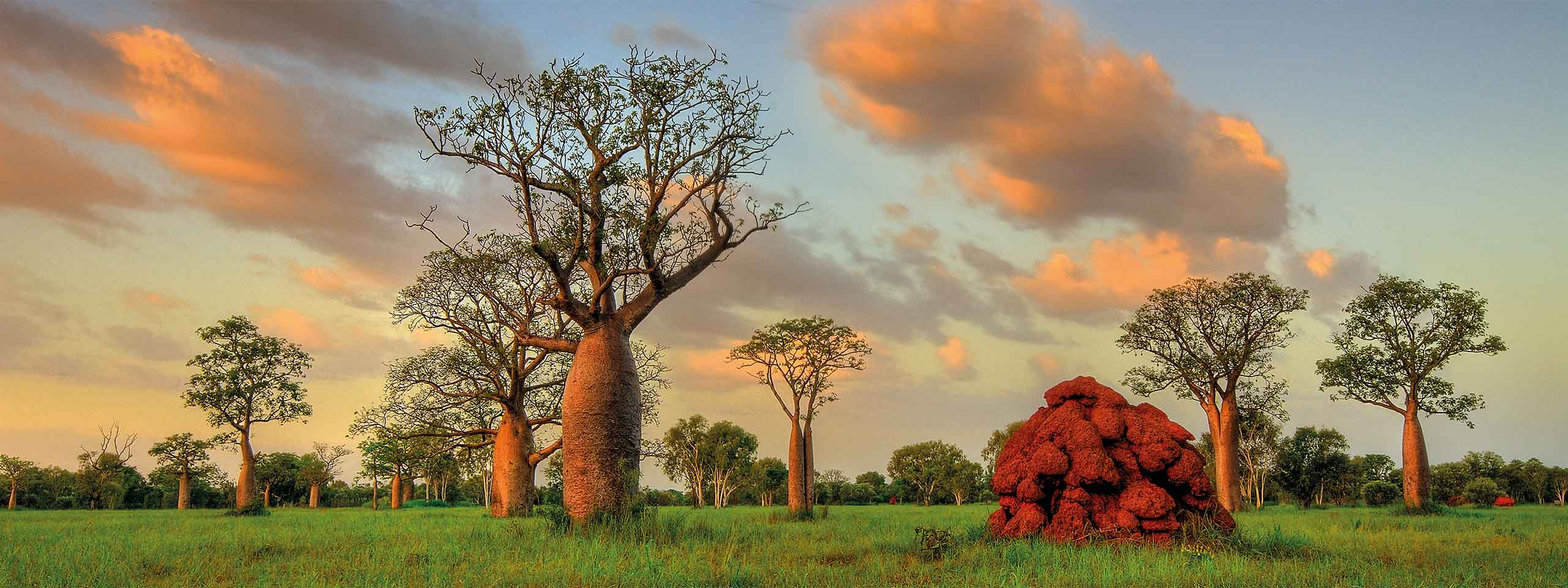 Trees in Derby in Western Australia
