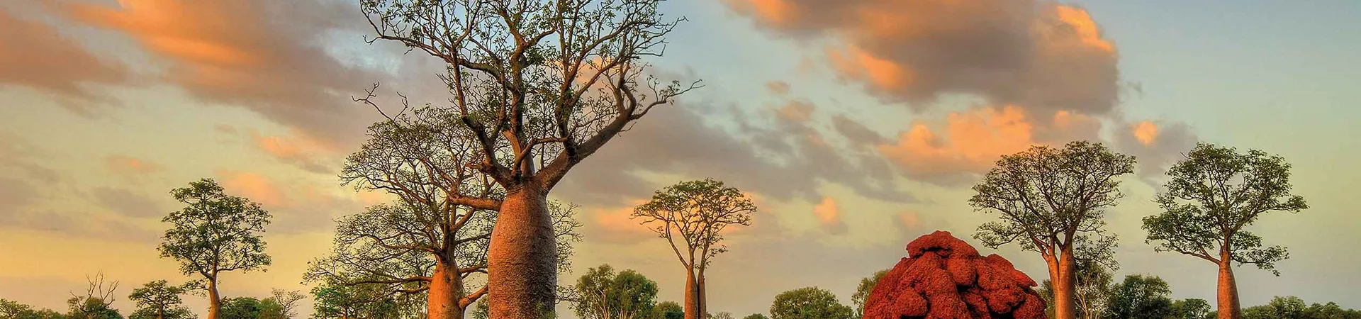 Trees in Derby in Western Australia