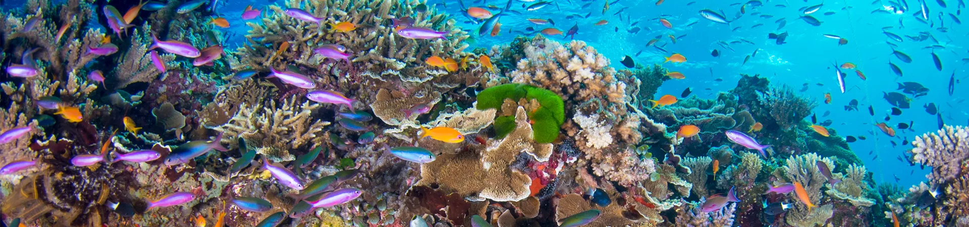 Fish in the Great Barrier Reef
