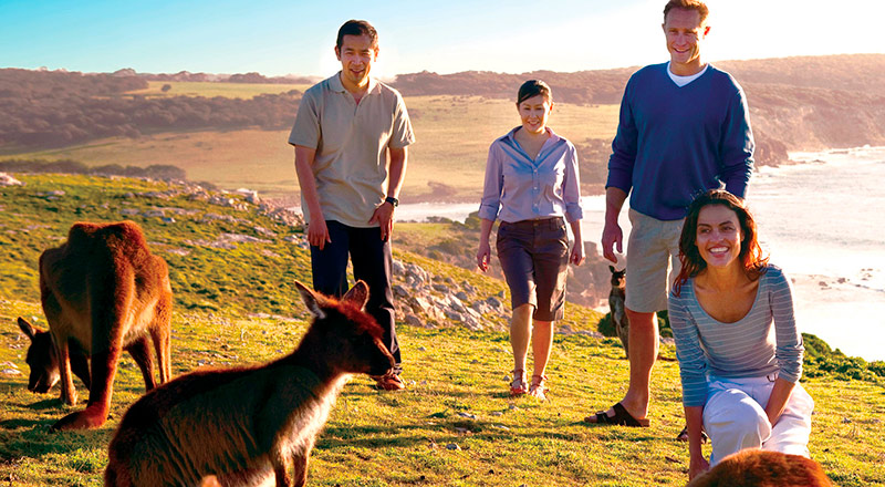 Tourists with kangaroos at the Kangaroo Island