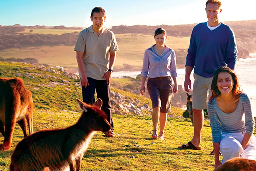 Tourists with kangaroos at the Kangaroo Island