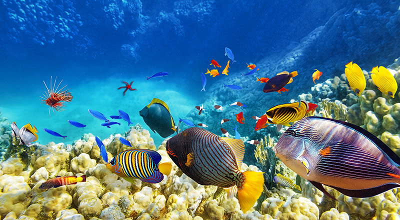 Colourful fishes in Great Barrier Reef, Cairns