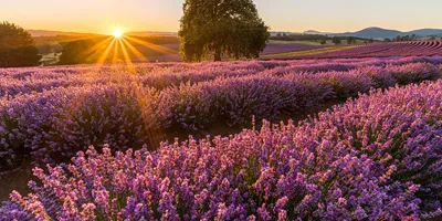 Bridestowe Lavender Estate