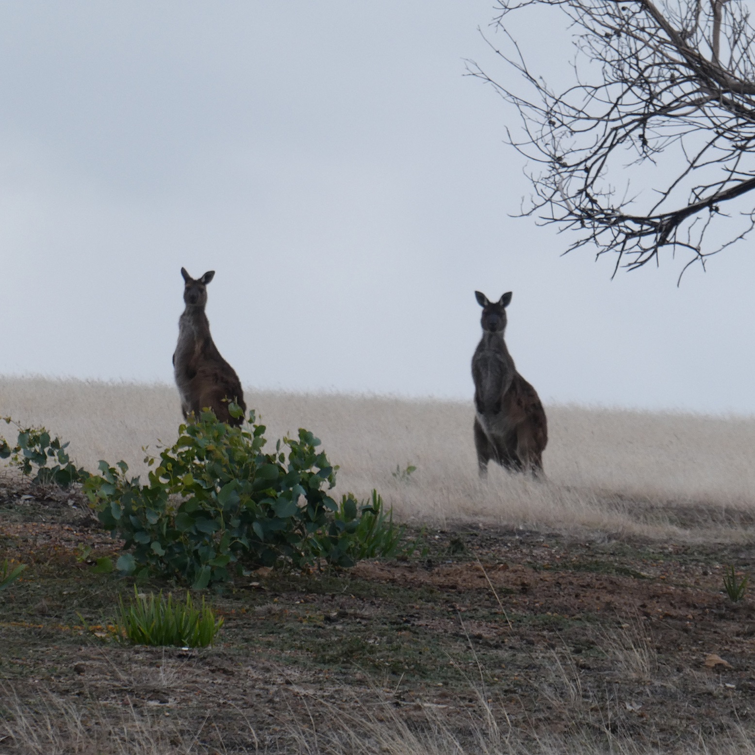 Two kangaroos are standing in a field near a tree