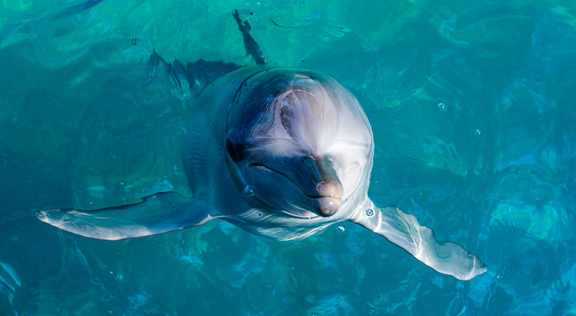 Dolphin at Port Stephens in blue water