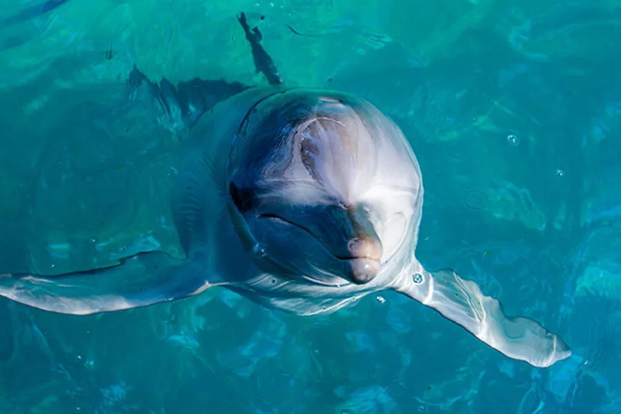 Dolphin at Port Stephens in blue water