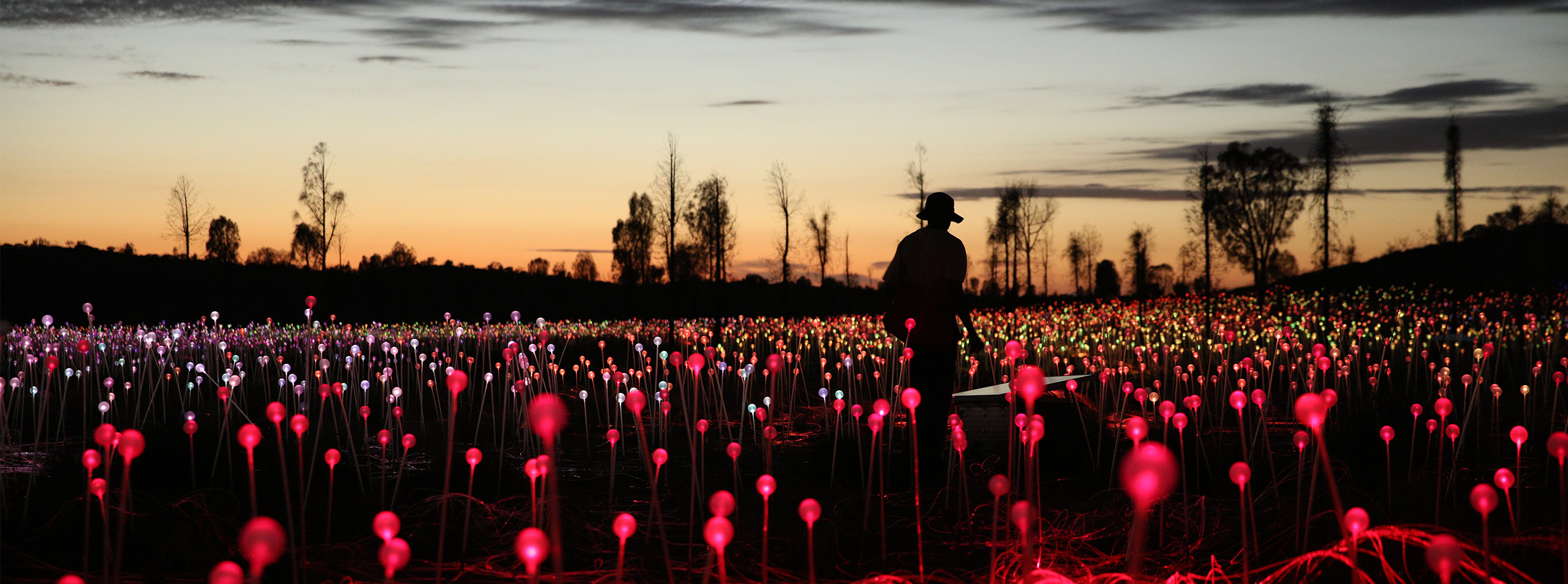 Field of Light at sunrise