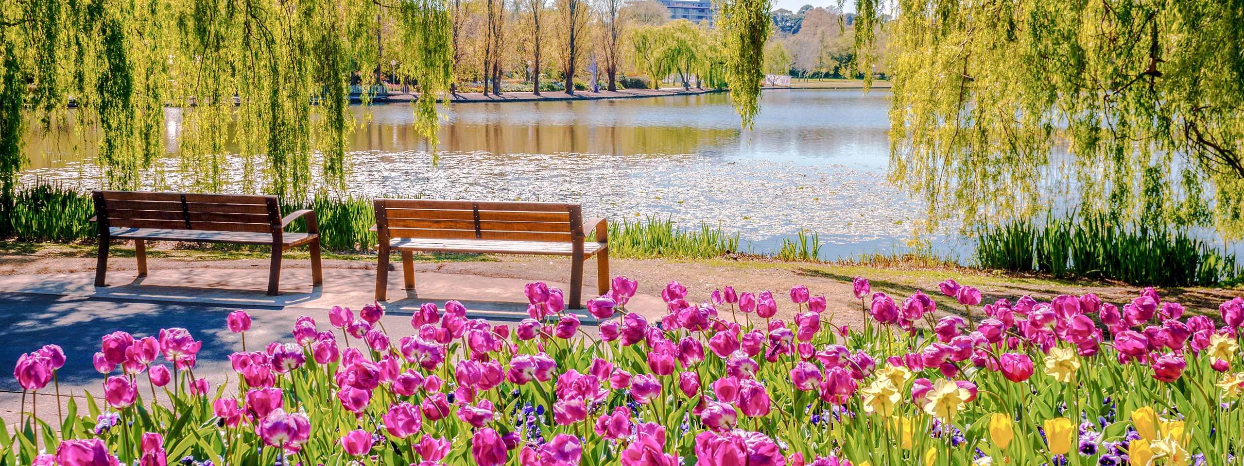 Capital Blooms
