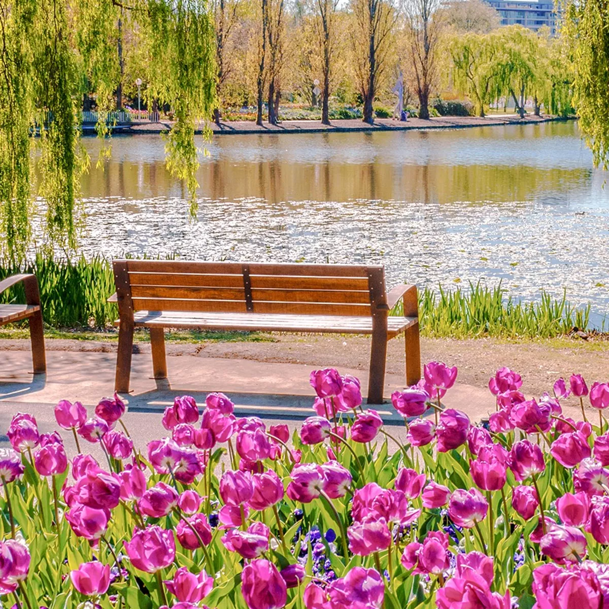 Capital Blooms