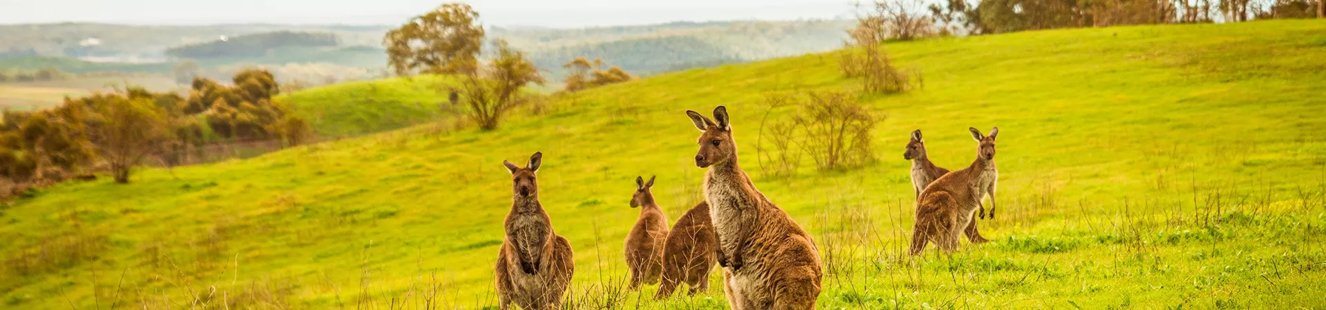 Kangaroos on Kangaroo Island