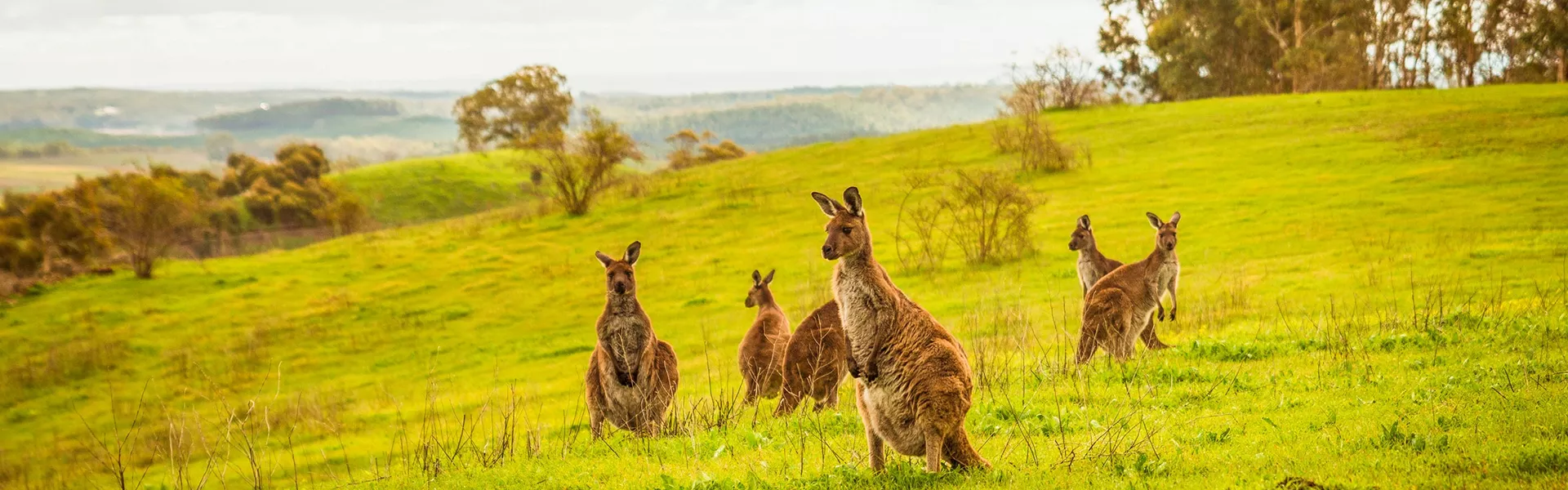Kangaroos on Kangaroo Island