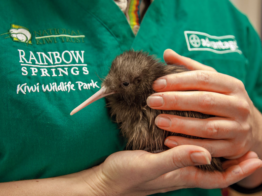 A person holding kiwi at The National Kiwi Hatchery in New Zealand