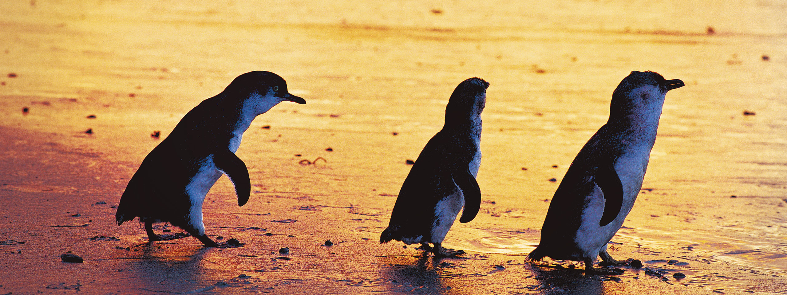 Penguin Parade Phillip Island Sunset Banner