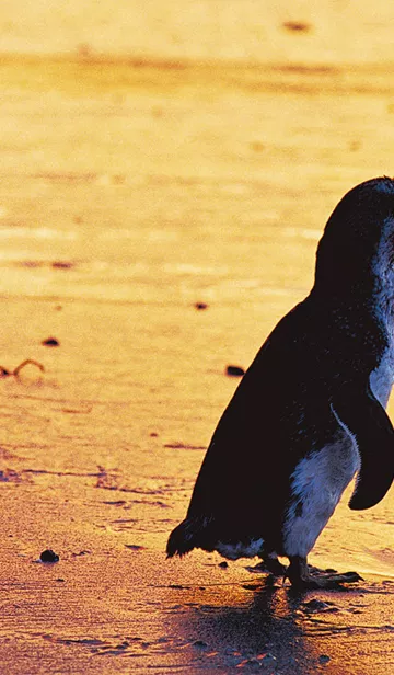 Penguin Parade Phillip Island Sunset Banner