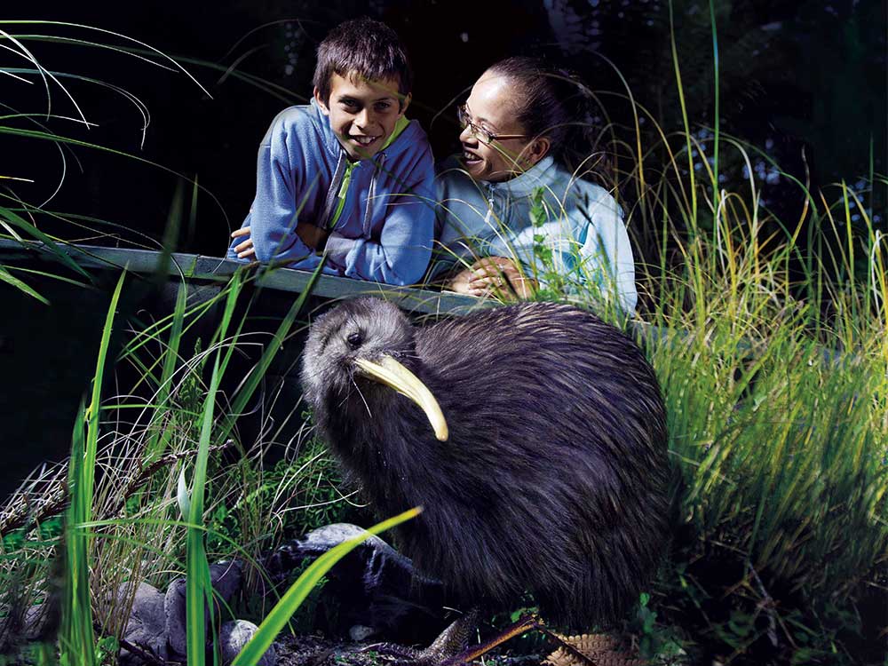 Children observing kiwi bird