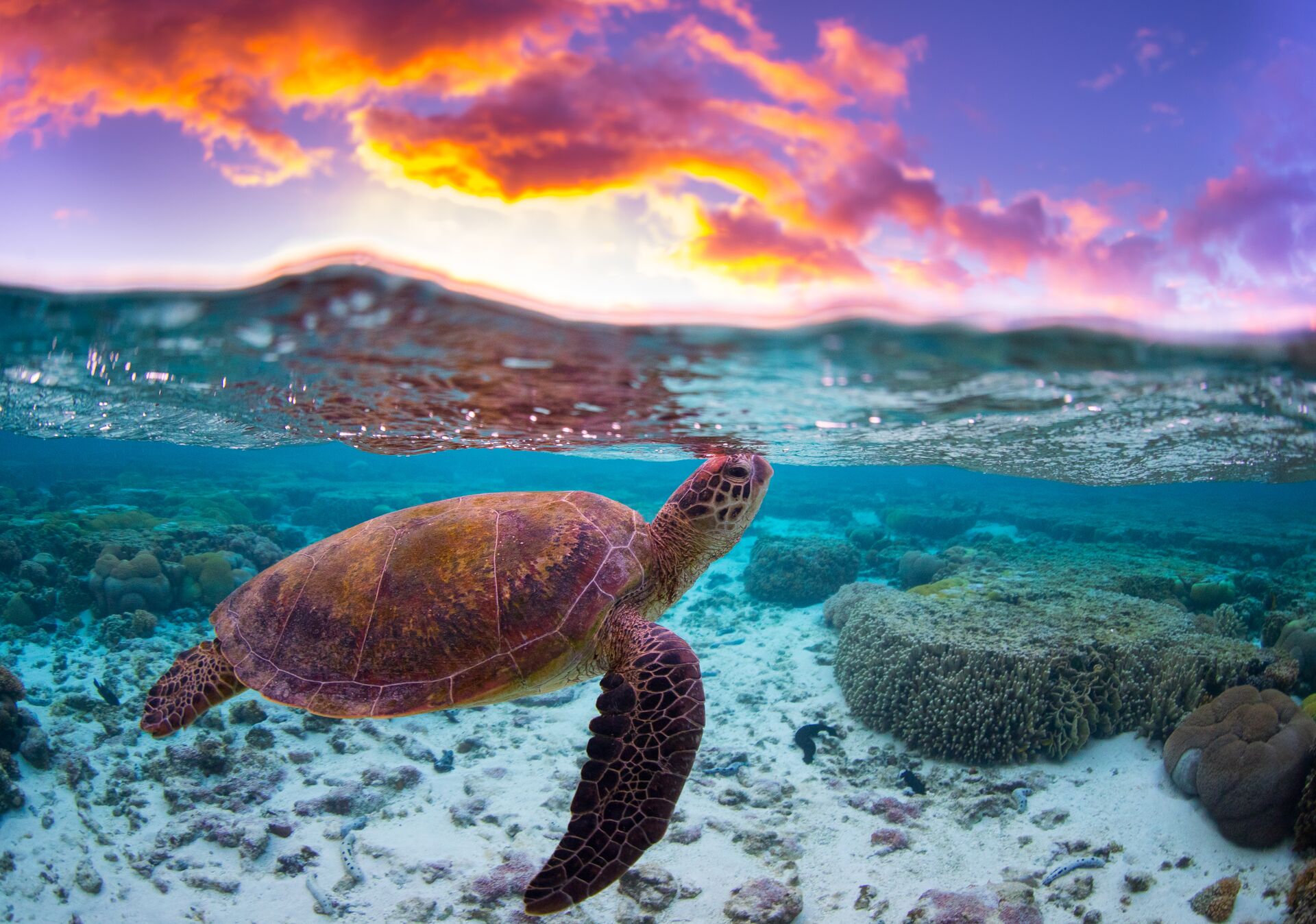 A turtle swimming in the ocean with a sunset in the background