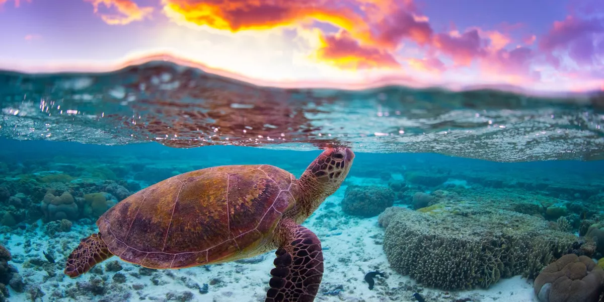 A turtle swimming in the ocean with a sunset in the background