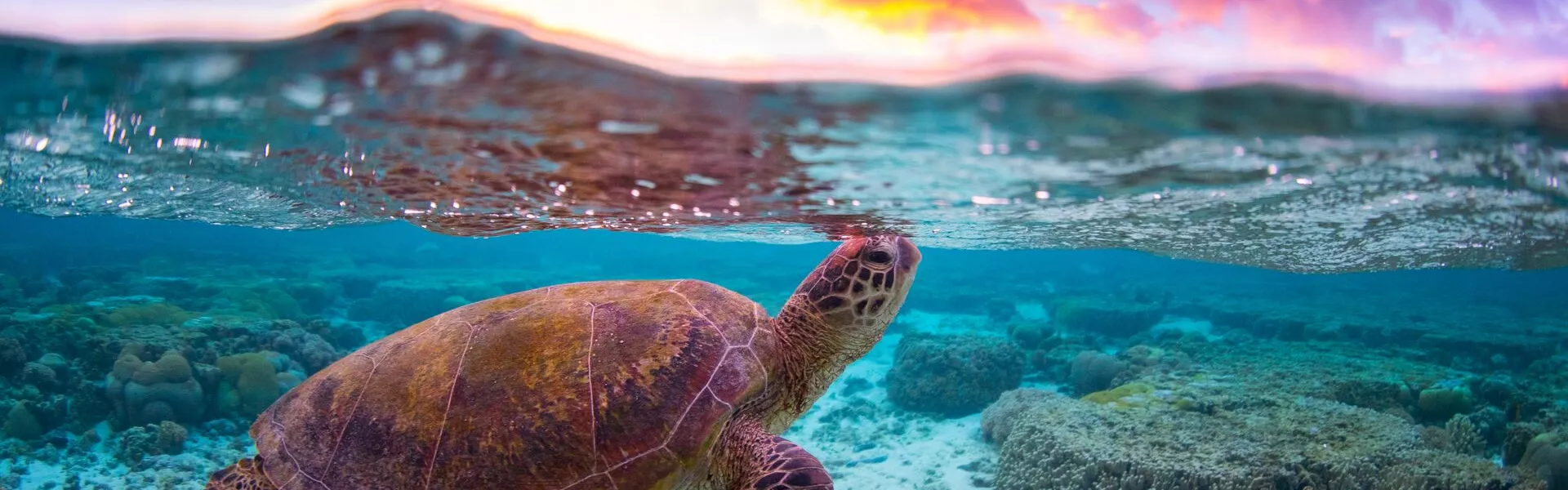 A turtle swimming in the ocean with a sunset in the background