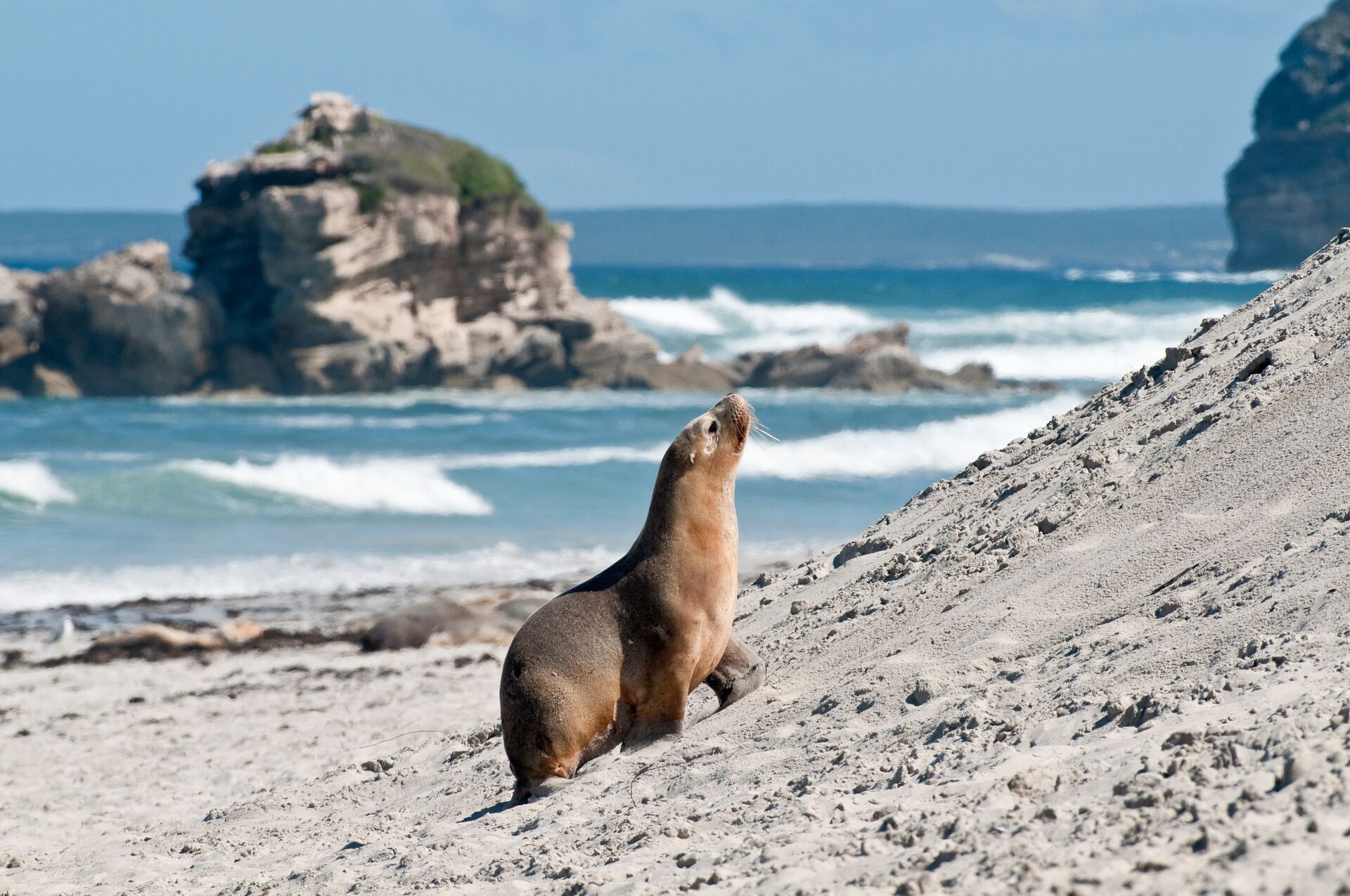A seal on the beach