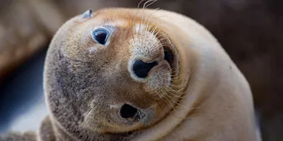 Seal Bay