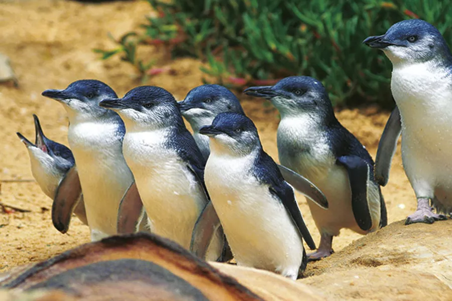 Penguins on Phillip Island