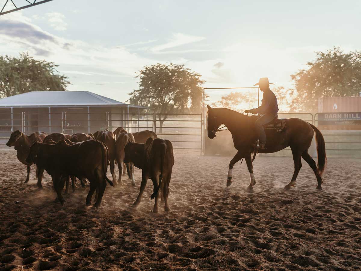Working Cattle Barn Hill
