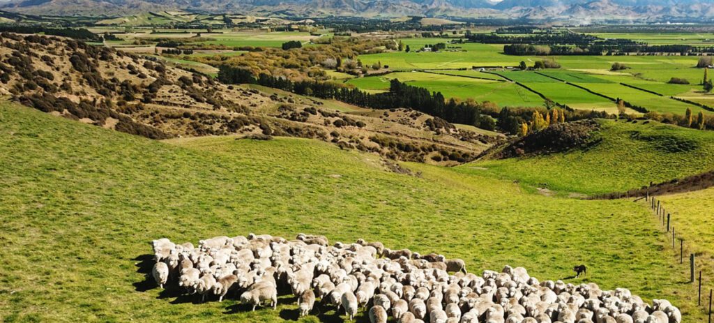 Merino sheep grazing on rolling green farmland at the Bamford Family farm in North Canterbury, New Zealand.