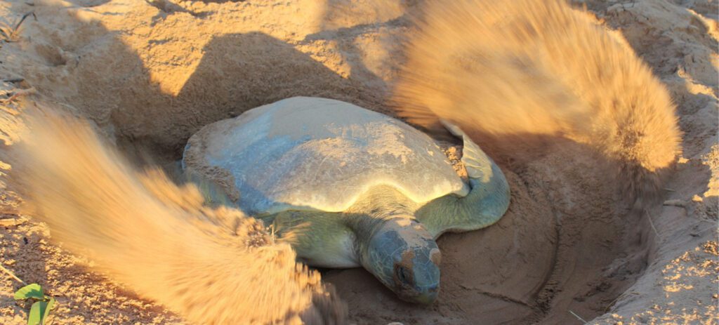 A flatback turtle digs a nest in sandy beach soil, flinging sand backward with its flippers during nesting.
