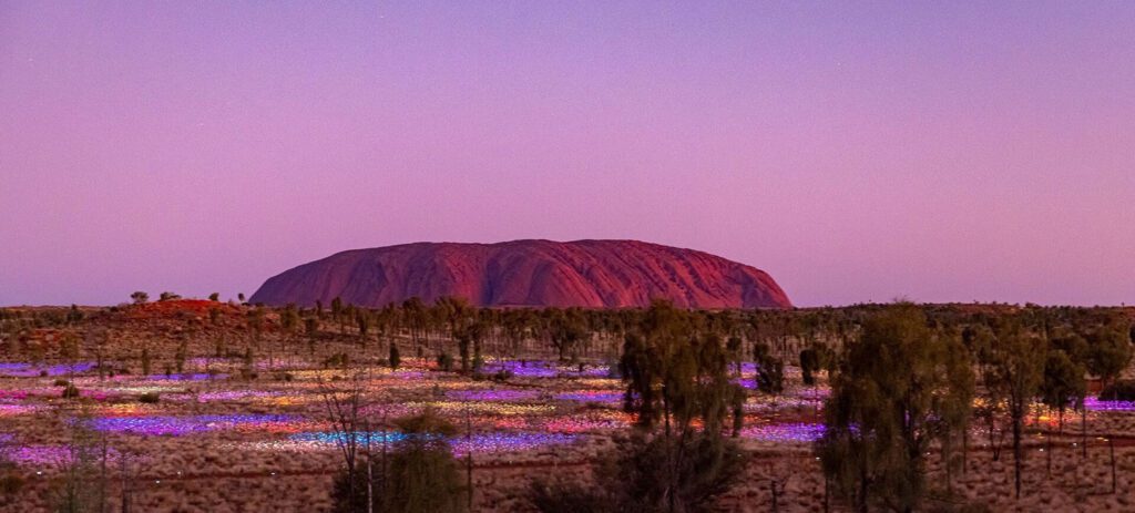Uluru with a subtle Field of Light display and desert vegetation in the foreground