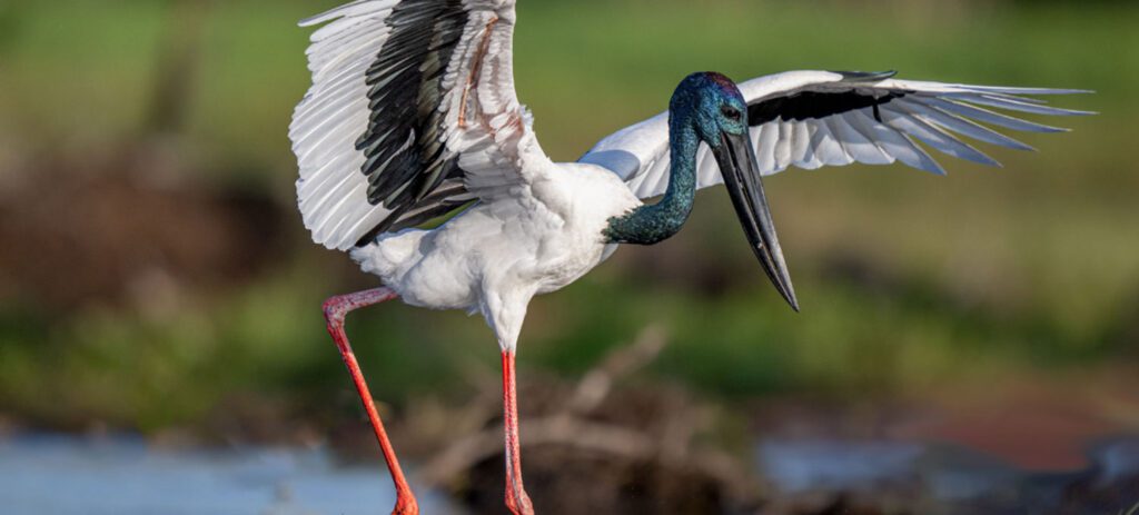A black-and-white wading jabiru bird with a long dark beak and bright red legs spreads its wings while stepping through shallow water.