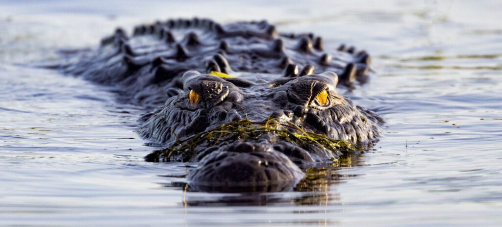 A crocodile with yellow eyes swims partially submerged in calm water, with only its eyes and snout visible above the surface.