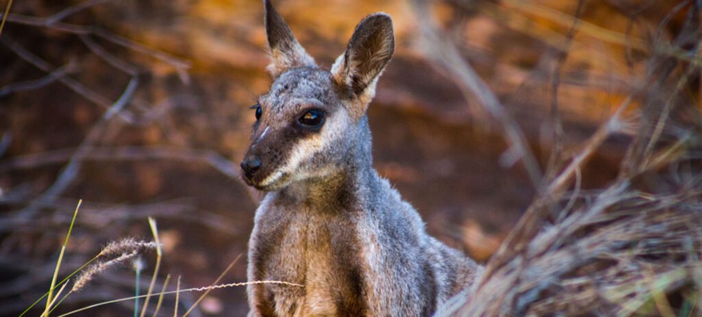 A small wallaby stands upright among dry grass and earthy terrain, looking alert with its ears raised.