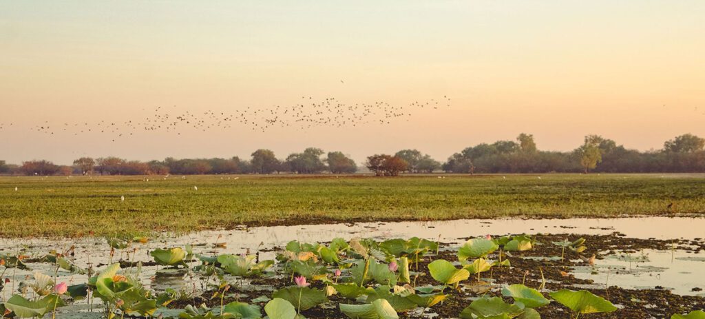 Wetlands and lily-covered waters at Yellow Water Billabong in Kakadu at sunset