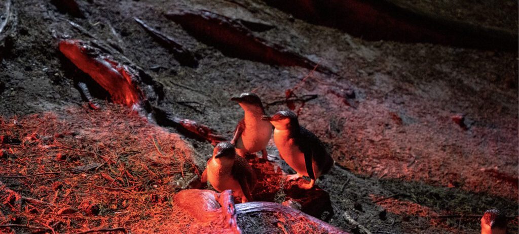 Bicheno Penguins, Tourism Australia