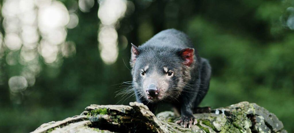 Tasmanian Devil at Cradle Mountain, Tourism Australia
