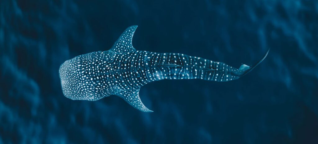 Ningaloo Reef, Exmouth, via Tourism Australia