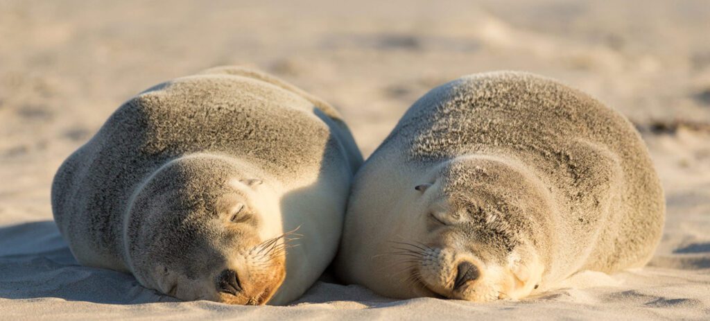 Seal Bay Conservation Park, Kangaroo Island / Chris Bray