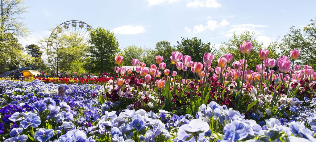 Colourful flower garden with purple pansies and pink tulips in bloom under a sunny blue sky, with a Ferris wheel and trees in the background