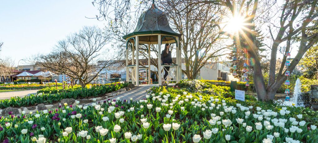 White and purple tulips blooming in a landscaped garden with a gazebo, bare trees, and bright sunlight streaming through the branches on a clear day.