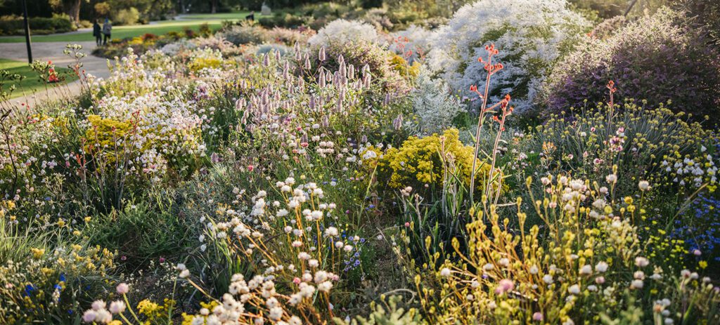 Lush garden filled with colourful wildflowers and flowering shrubs in soft evening sunlight, with trees and a grassy path in the background